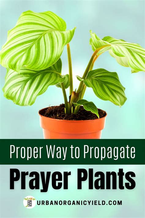 Prayer Plant Propagation Tips | Propagating plants, Plants, Prayer plant