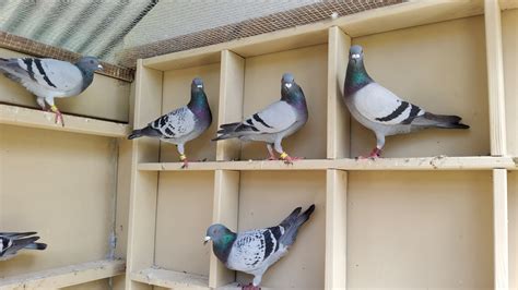 One Loft Pigeon Club