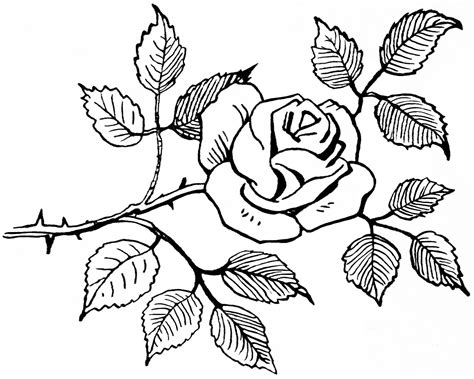 Free Drawings Of Roses In Black And White, Download Free Drawings Of ...