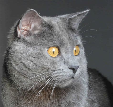 Most Fabulous Grey Cat Breeds And Their Characteristics