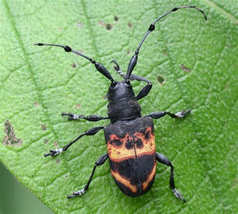 Longhorn Beetle Identification