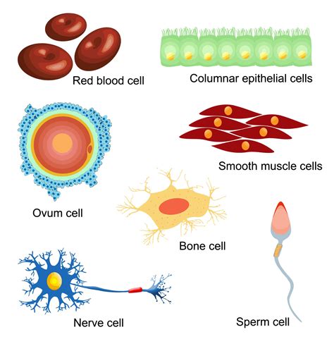 Cells - worksheet from EdPlace