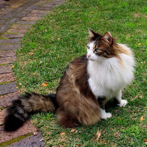 Norwegian Forest Cat | Passions For Life