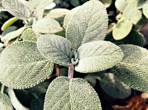 10 Reasons to Grow Sage for your Garden, Food, and Health | Growing ...