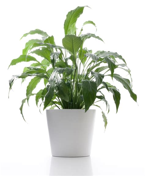 5 Best Plants for your Office