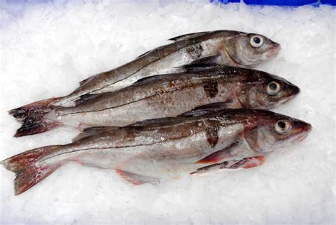 fresh-haddock | Marrfish - Wholesale Fish Suppliers