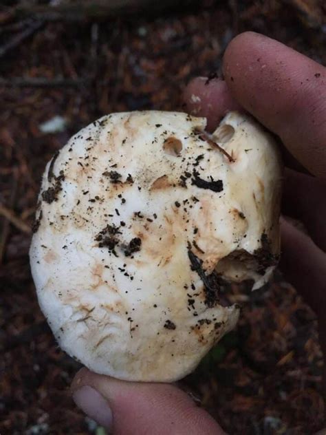 American Matsutake: Identification, Foraging, and Concerns - Mushroom ...