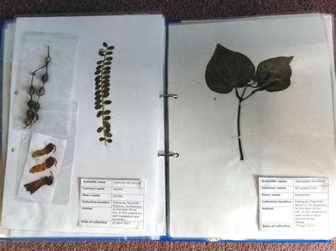 Making a life-size leaf collection — Science Learning Hub