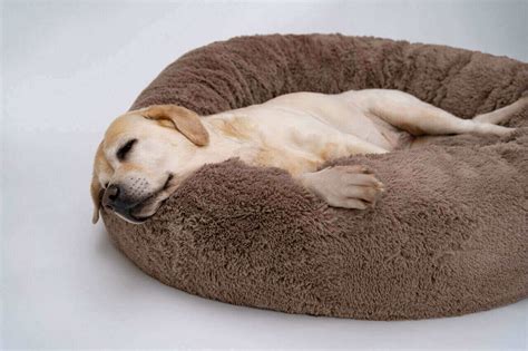 Dog Sleeps With Eyes Open: Should We Be Bothered About It?