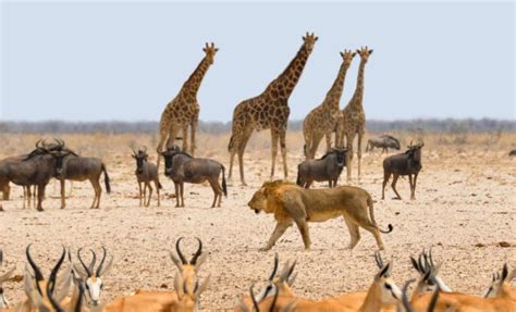 The Best Places to see Wildlife in Africa • No Hanging Around Travel Blog