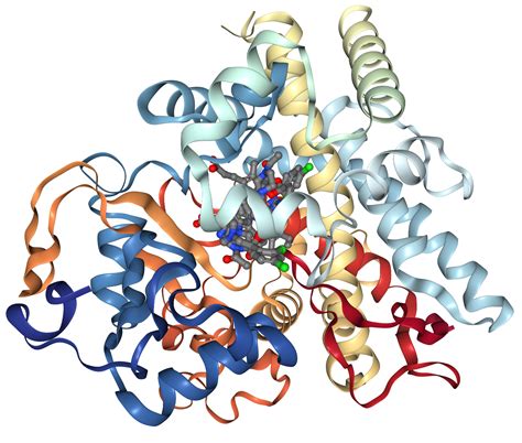 CYP3A4 Protein Overview | Sino Biological