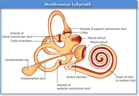 Membranous Labyrinth of ear