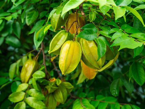 Star Apple Tree Stock Photos - Download 3,042 Royalty Free Photos