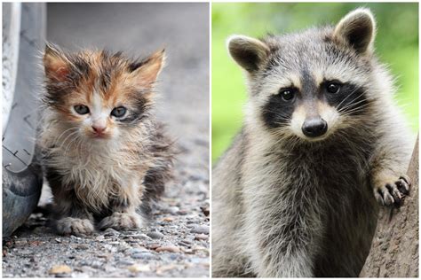 Kitten Adopted By Trash Pandas 'Part Of Raccoon Pack' Living In ...