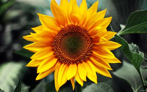 🔥 [43+] HD Sunflower Wallpapers | WallpaperSafari