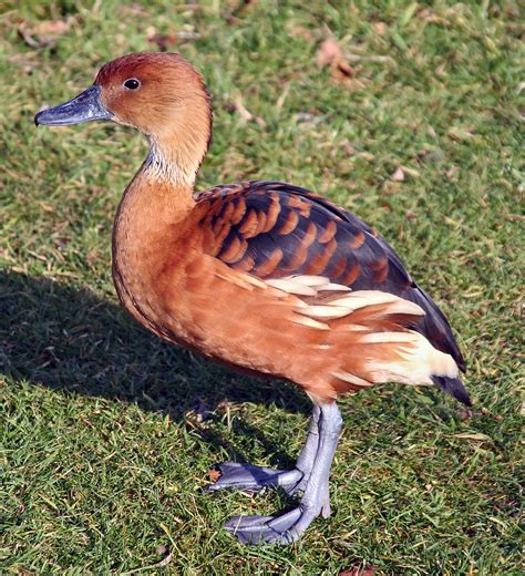 File:Fulvous whistling duck.JPG - Wikimedia Commons