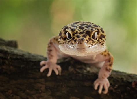 Leopard Gecko Bite