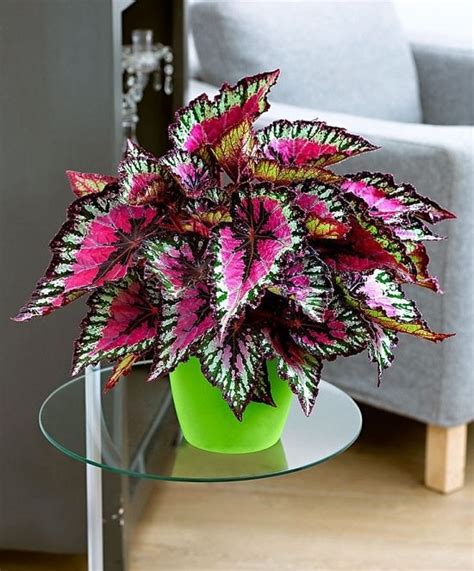 33 Vibrant Houseplants to Brighten Your Home Embrace the Beauty of ...