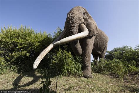 Incredible pictures show heavily protected 50-year-old elephant with ...