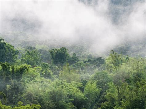 Mindo, Ecuador: Ultimate Cloud Forest Guide | Explorers Away