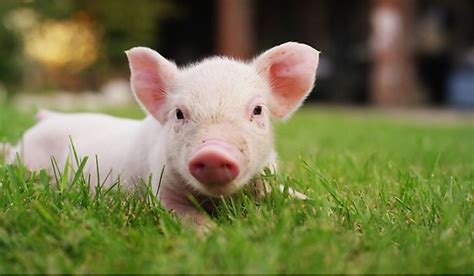 Guinea Pigs - Animals of the World - WorldAtlas