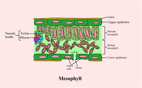 Xylem Cell Diagram