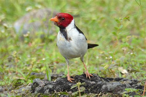 » Hawaii wildlife