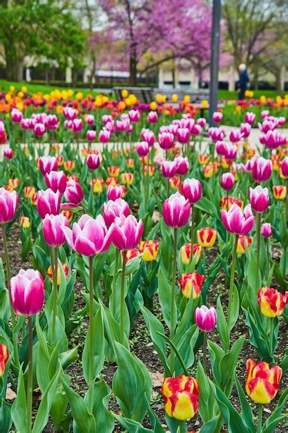 Premium Photo | Beautiful garden of pink and red tulips during peak ...