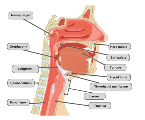 Drab Throat Anatomy Free Photos - Www