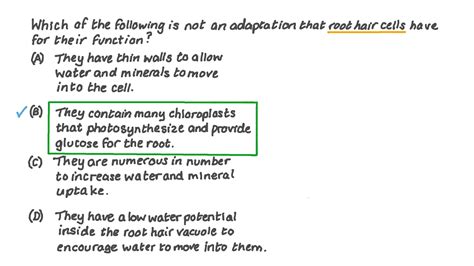 Root Hair Cell Adaptations - Amanda-has-Walter