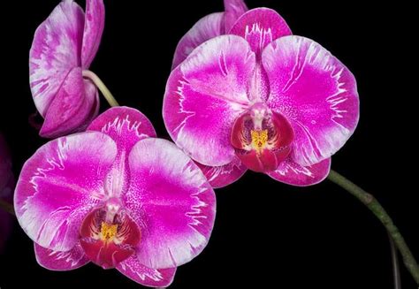 Indonesia Tourism: Jenis Tanaman Hias Anggrek Bulan Phalaenopsis Taiwan