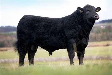 Bulls for Sale - Stouphill Aberdeen-Angus - Aberdeen-Angus Cattle Society