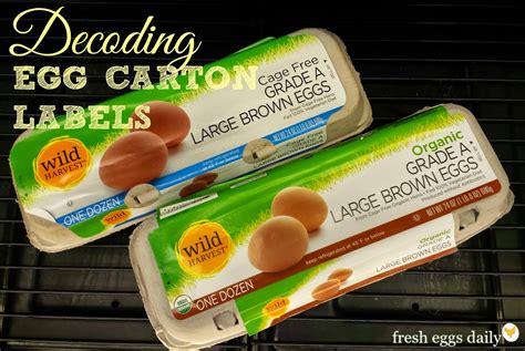 What Does Free Range Really Mean? Decoding Egg Carton Labels - Fresh ...