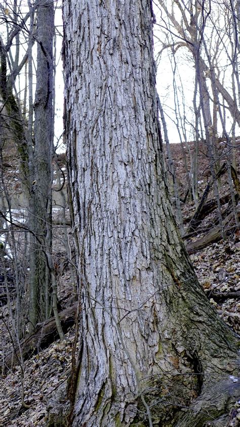 Winter Identification of Norway Maple and Sugar Maple | Maple tree bark ...