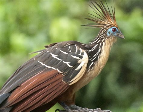 Rainforest Expeditions - Wildlife Guide to the Hoatzin