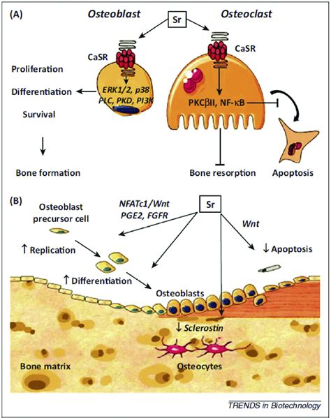 (A) A schematic showing the dual mechanism of action of strontium (Sr ...