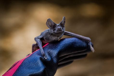 Inside the World’s Largest Bat Colony | Texas Heritage for Living