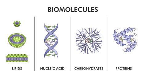 Biomolecules - Structure and Types of Biomolecules - GeeksforGeeks