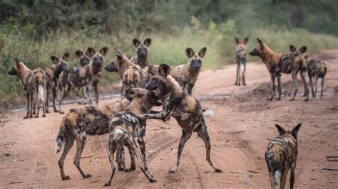 Meet the African wild dogs of Savé Valley Conservancy... and join our ...