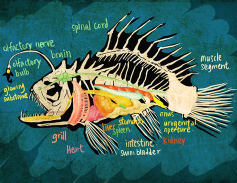 Angler Fish Diagram