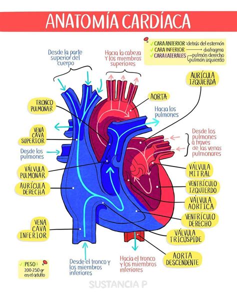 Editorial Sustancia P on Instagram: “Anatomía cardíaca ️🔥 𝗠𝗮́𝘀 ...