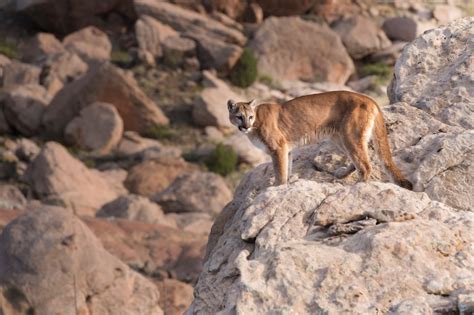 Caution urged after Colorado mountain lion sightings | FOX31 Denver