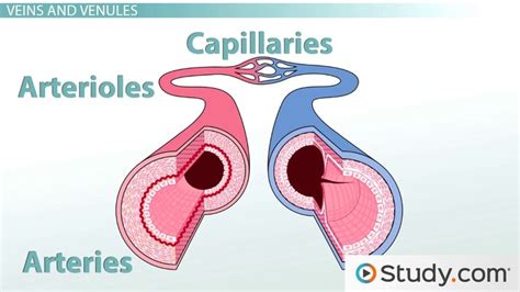 Blood Vessels Types & Functions | How are Arteries and Veins Different ...