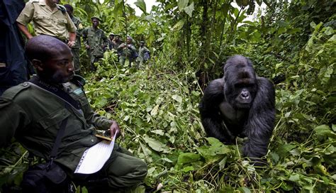 Mountain Gorilla Conservation | Virunga National Park