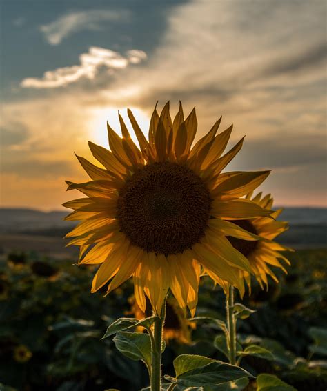 Beautiful Sunflower Sunset Wallpaper Support us by sharing the content ...