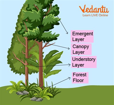 Layers of Rainforest - Learn Definition, Facts & Examples