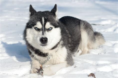 15 Pros and Cons of Owning Siberian Huskies - PetHelpful