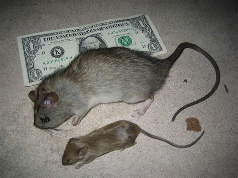 Rat vs. Mouse Intelligence | Rat vs Mouse