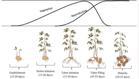 Life Cycle Of Potato