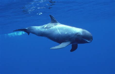 Pygmy Killer Whale photos